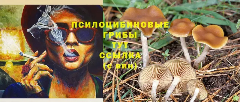 Галлюциногенные грибы Psilocybe  что такое   MEGA рабочий сайт  Торжок 